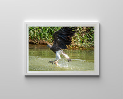 Grey Headed Fish Eagle (Framed Prints)