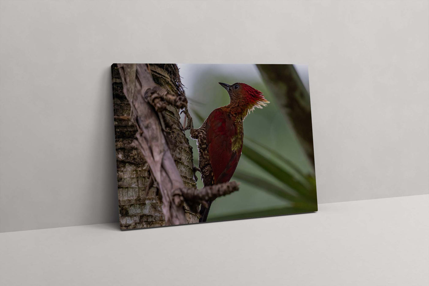 Banded Woodpecker (Canvas Prints)