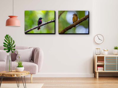 Copper Throated Sunbird (Canvas Prints)