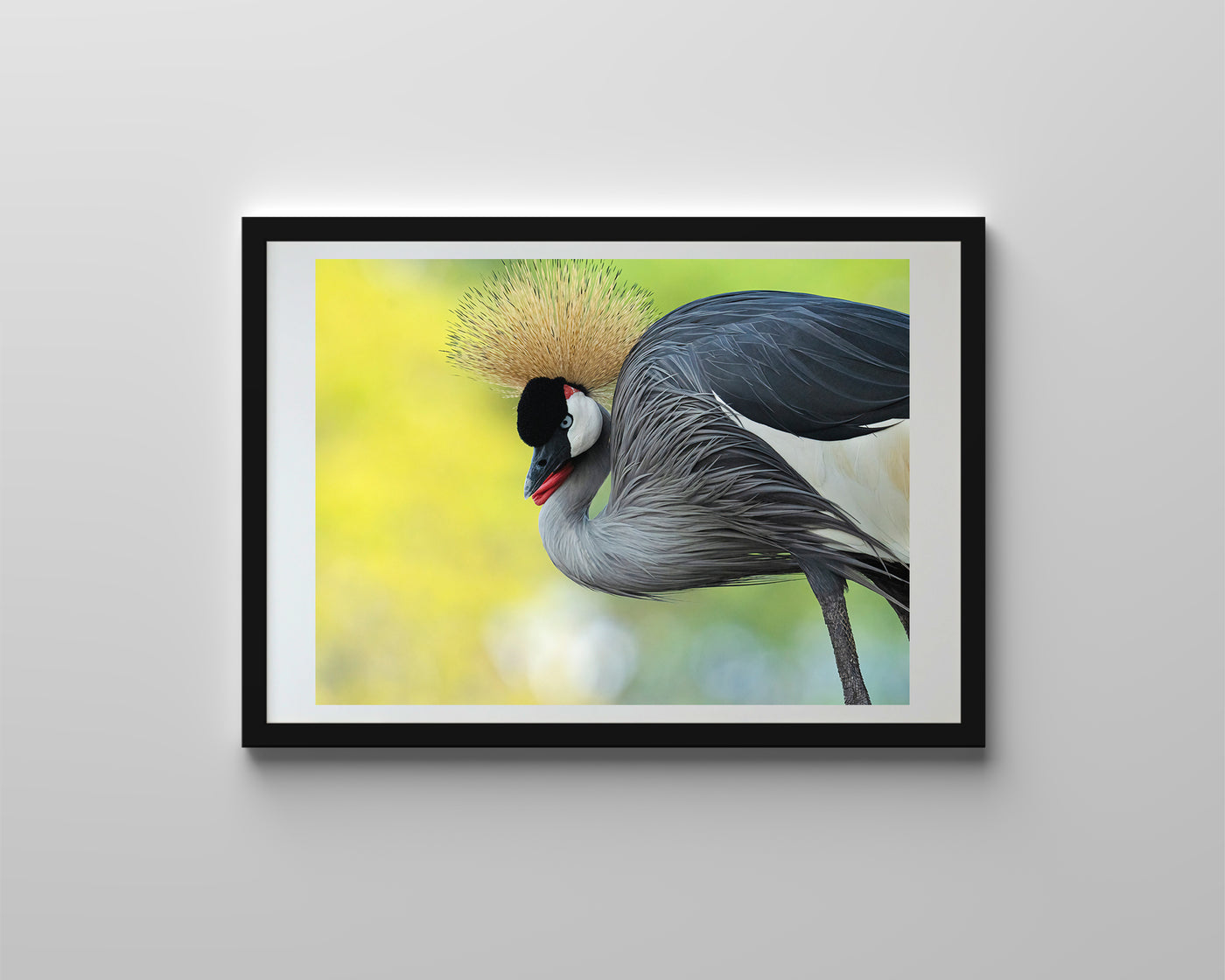 African Grey Crowned Crane (Framed Prints)