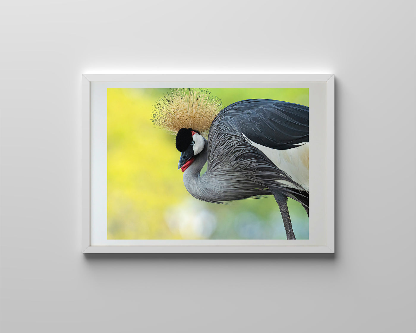 African Grey Crowned Crane (Framed Prints)