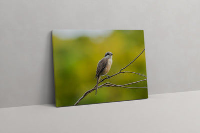 Brown Shrike at Garden By the Bay (Canvas Prints)
