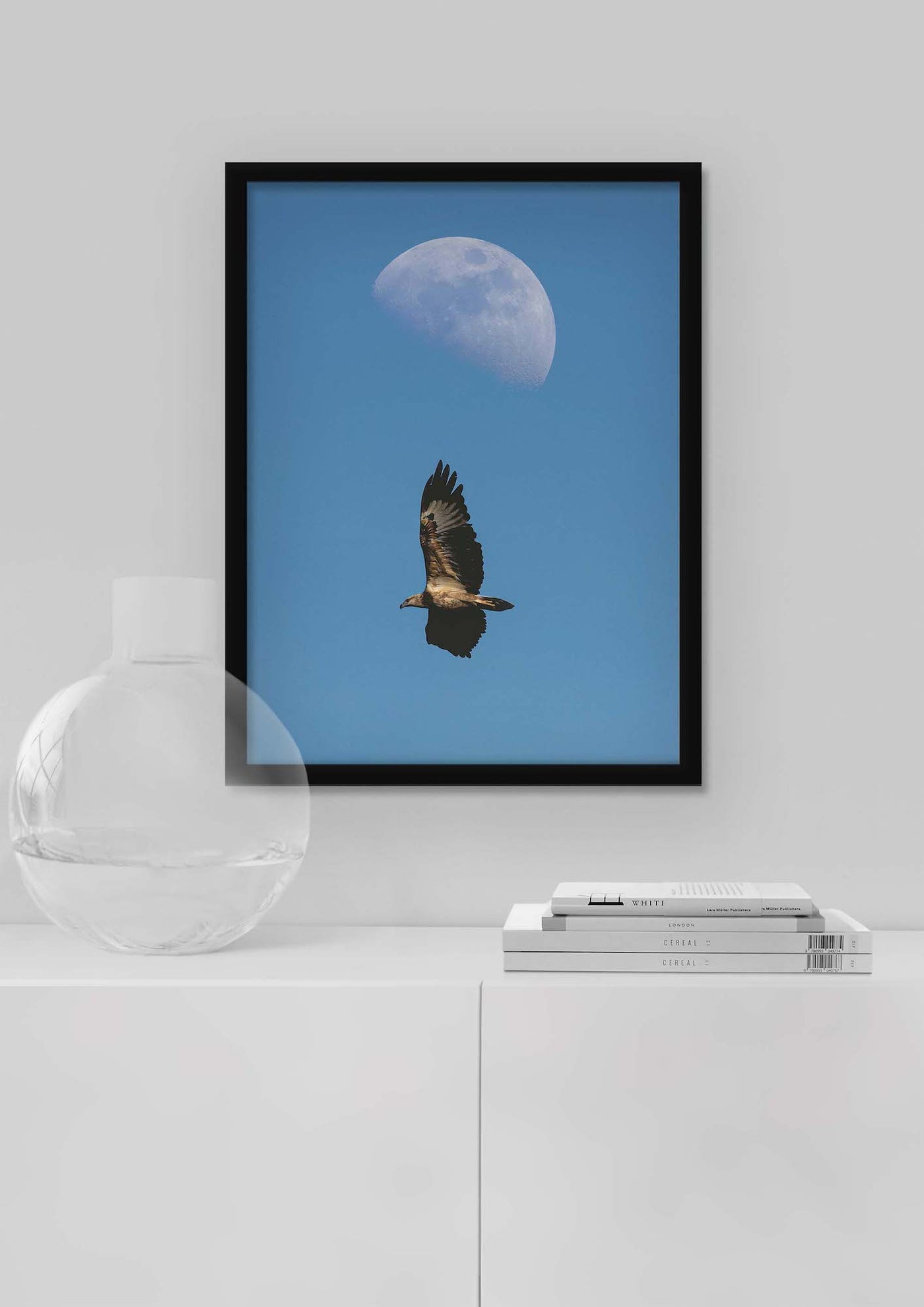 White Bellied Sea Eagle (Framed Prints)