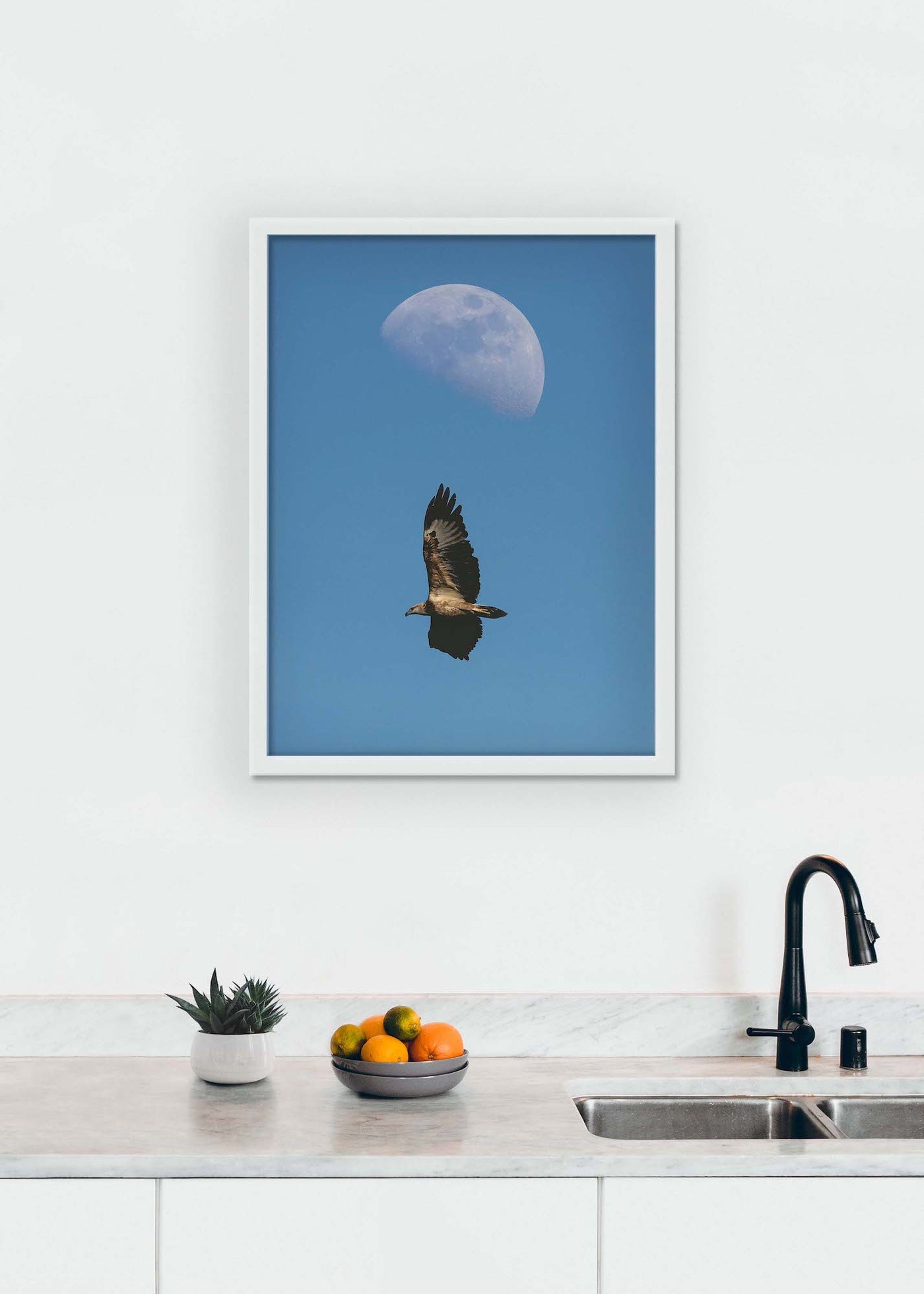 White Bellied Sea Eagle (Art Prints)