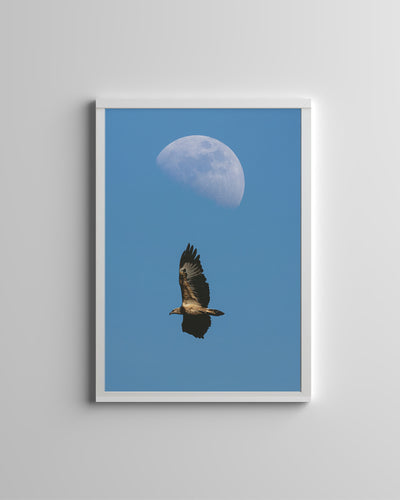 White Bellied Sea Eagle (Art Prints)
