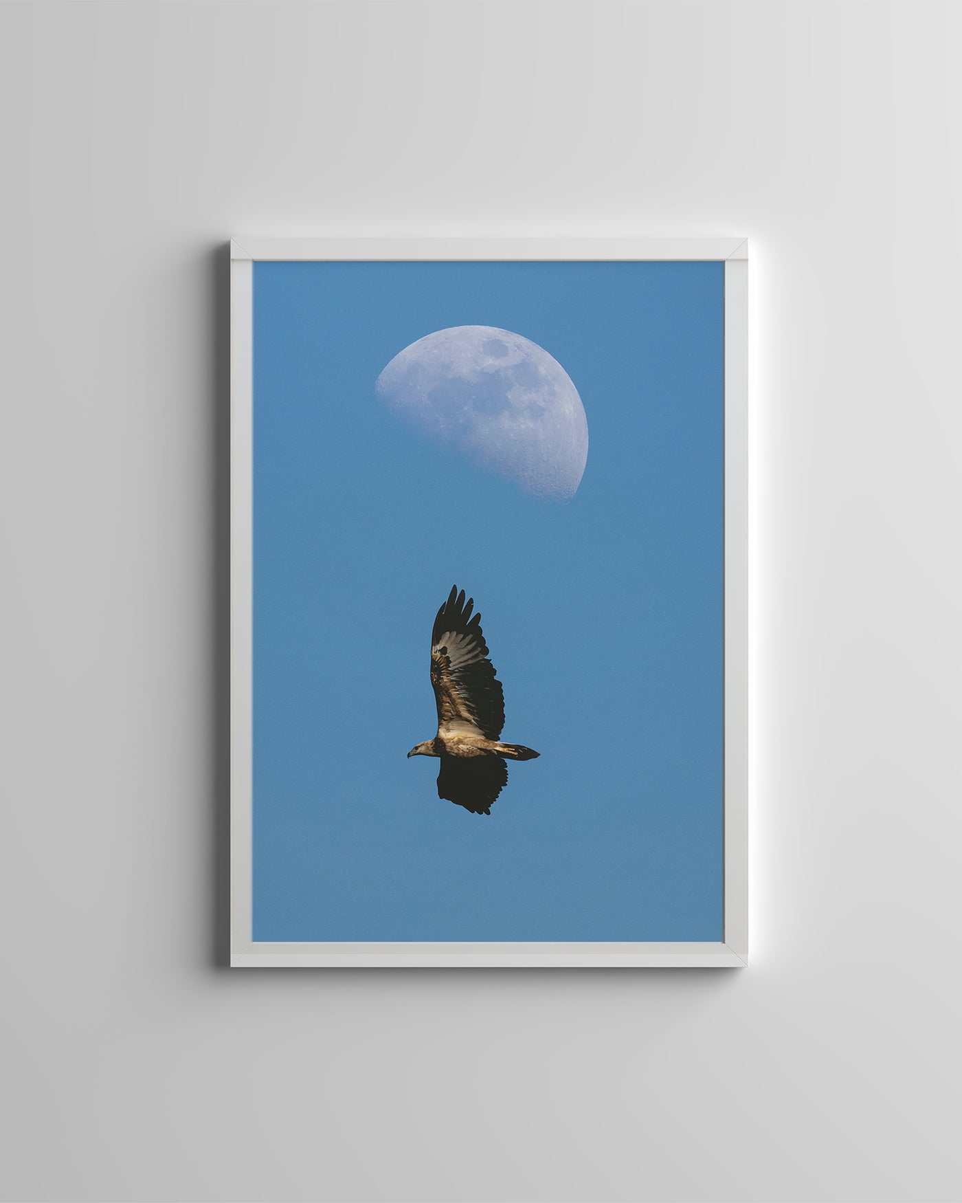 White Bellied Sea Eagle (Digital)