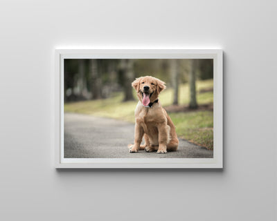 Golden Retriever Puppy (Framed Prints)