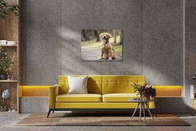Golden Retriever Puppy (Canvas Prints)