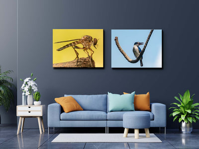 Golden Robberfly (Canvas Prints)