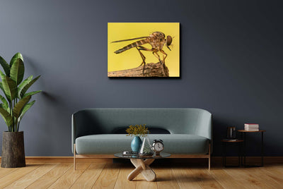 Golden Robberfly (Canvas Prints)