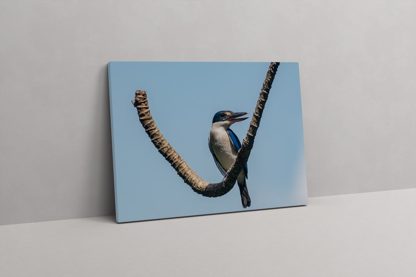 Kingfisher (Canvas Prints)