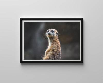 Curious Meerkat (Framed Prints)