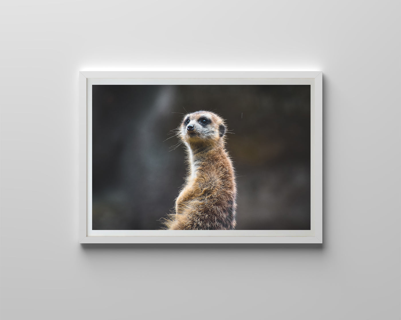 Curious Meerkat (Framed Prints)