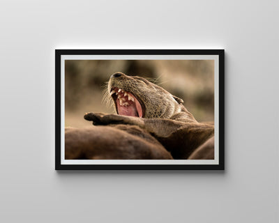 Otters (Art Prints)