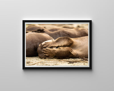 Otters (Framed Prints)