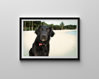 Pepper Mixed Breed  (Framed Prints)