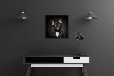 Rocco French Bulldog (Framed Prints)