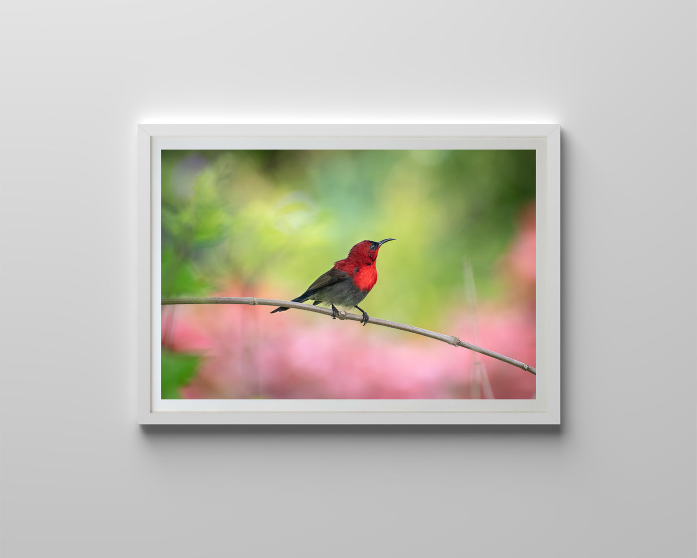 Sunbird (Framed Prints)