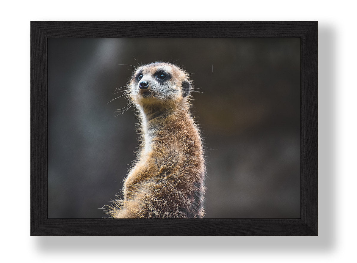 Meerkat (Digital)