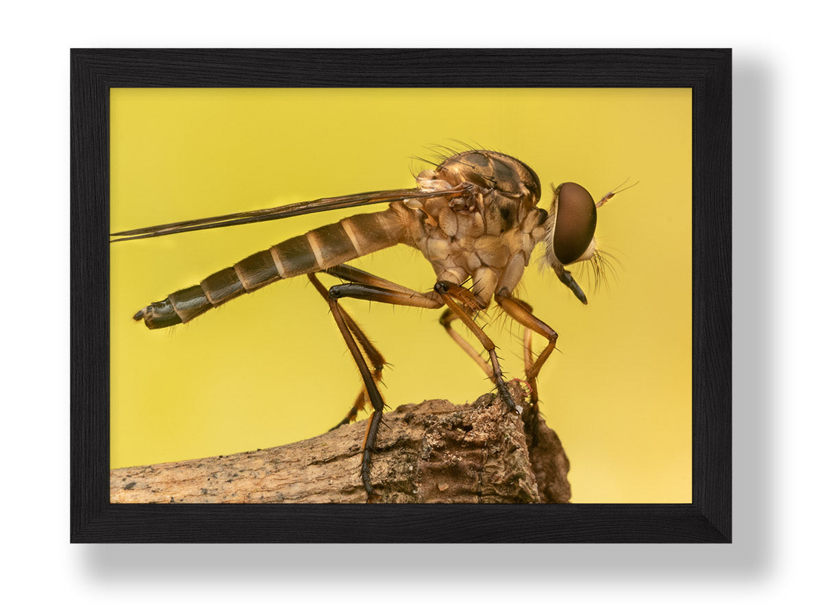 Golden Robberfly (Digital)
